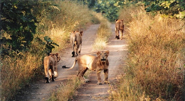 Gir Forest National Park and Wildlife Sanctuary Gujarat