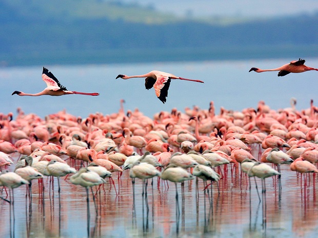 Nal Sarovar Bird Sanctuary - Tourist Places to visit near Ahmedabad