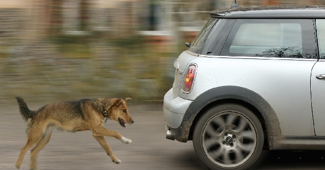 why do dogs chase cars?