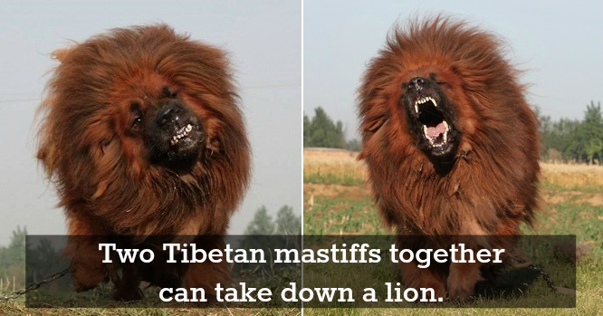 Tibetan Mastiff Facts