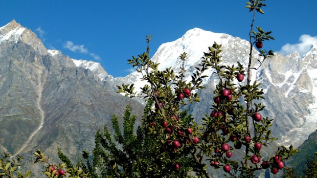 Fruit Bowl of India - Apple garden in Himachal Pradesh