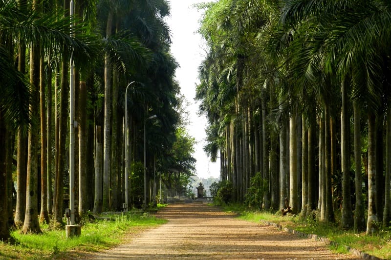 places to see in Kolkata- botanical garden