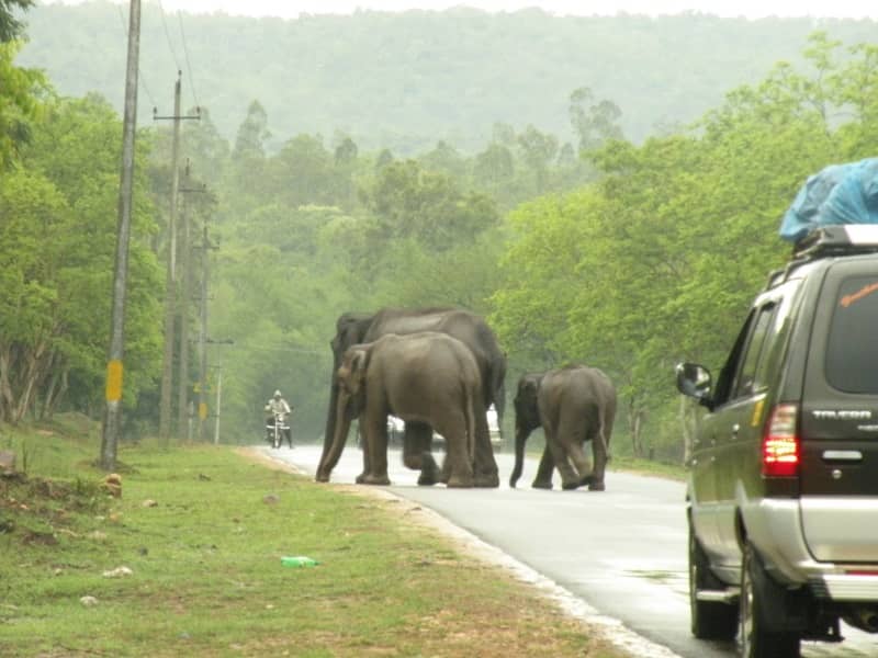 Bandipur Forest route