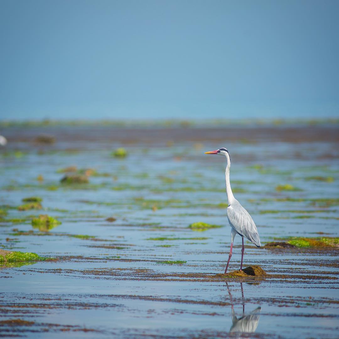 Narara marine national park sanctuary