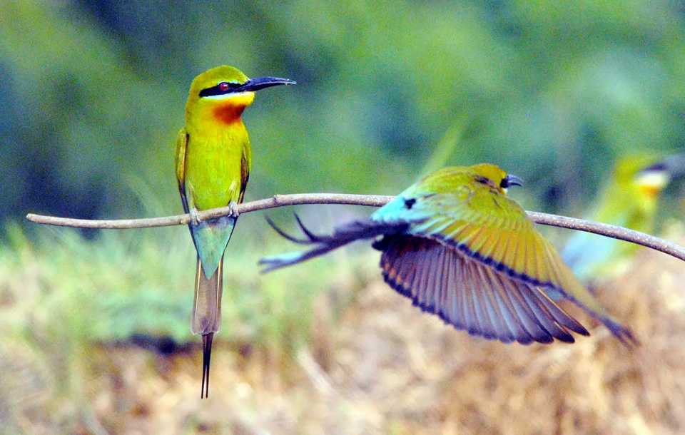 Birds at Keoladeo National Park, Bharatpur, Rajasthan