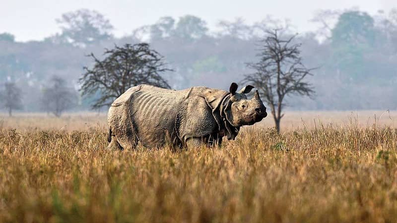 Kaziranga National Park Assam