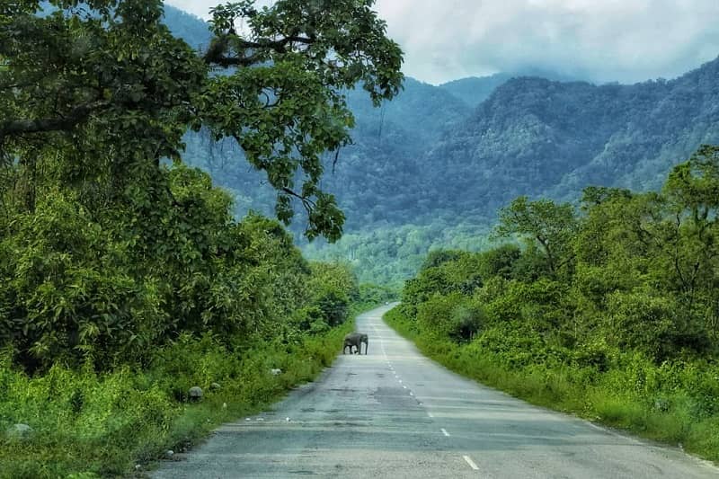Manas National Park, Assam UNESCO