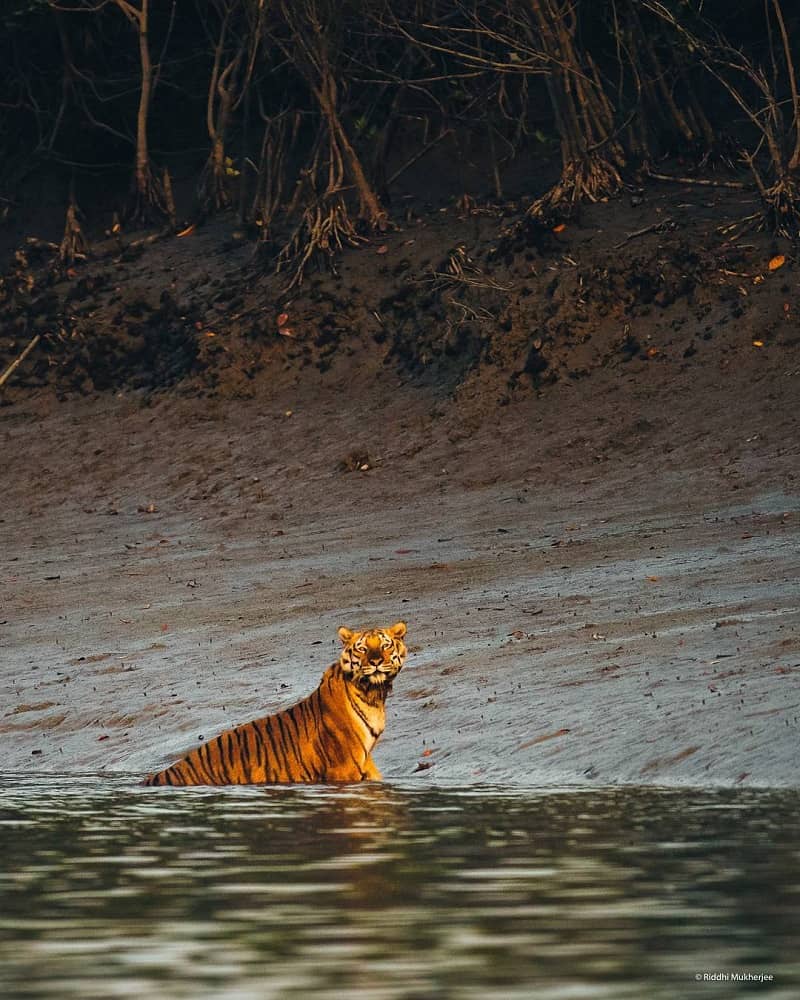 Sundarban Tigers