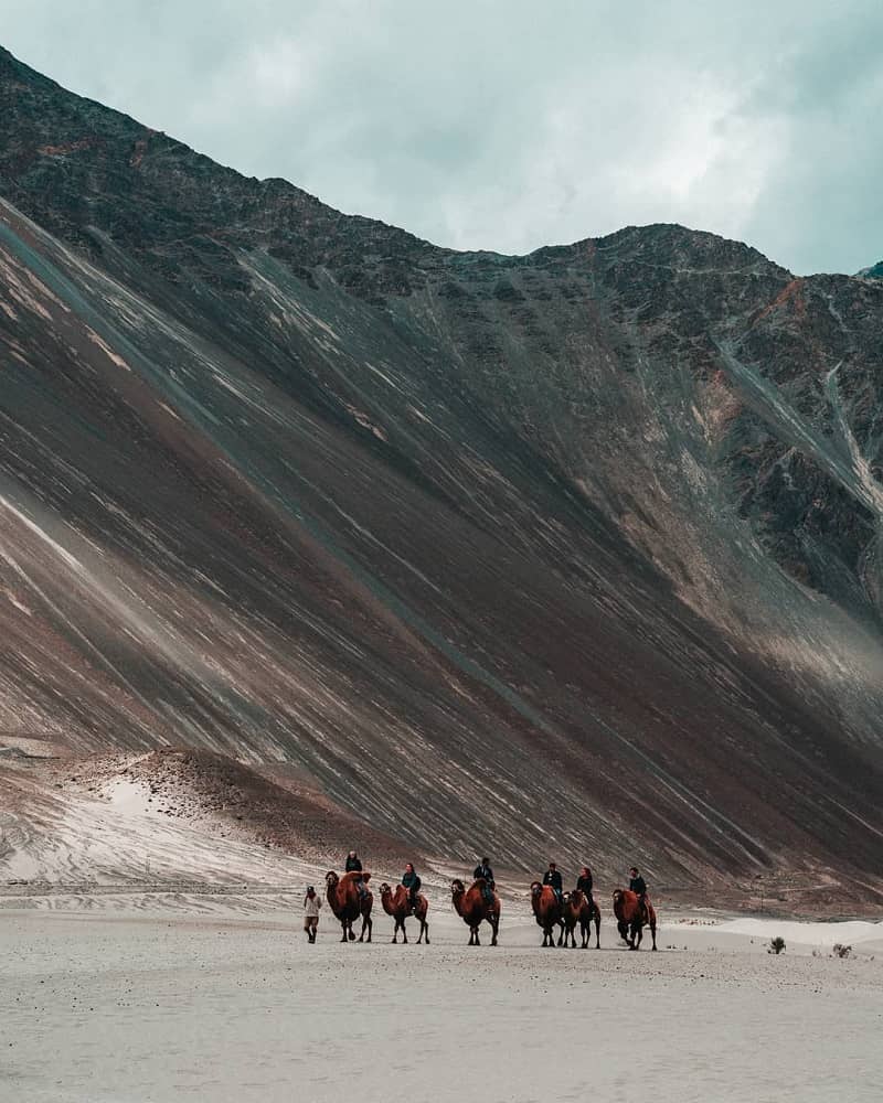 Nubra Valley Camel Ride- Must do things in Leh Ladakh