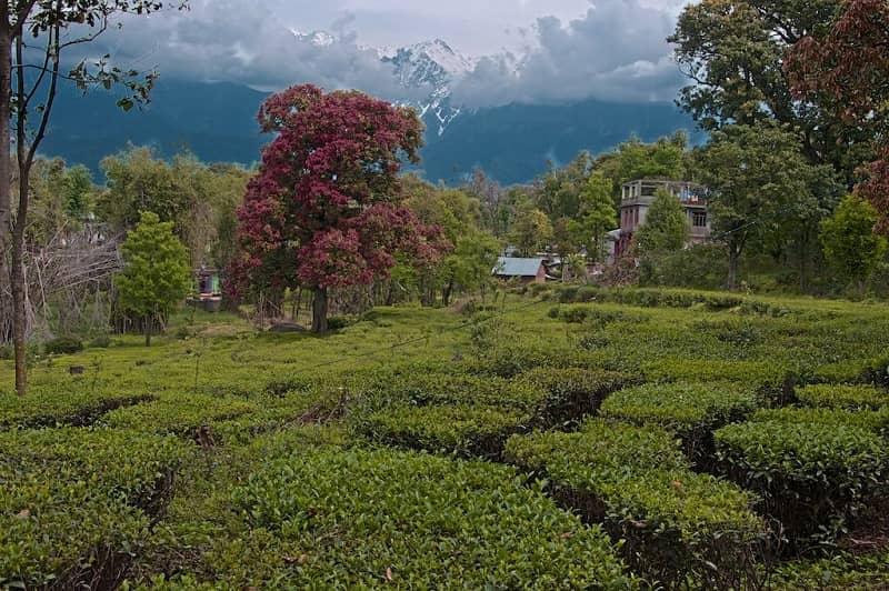 Places to visit in Kangra Tea Garden