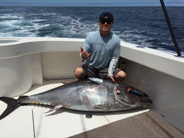 Expensive Bluefin Tuna beef of the sea