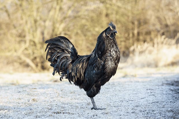 Expensive Food Ayam Cemani Black Chicken