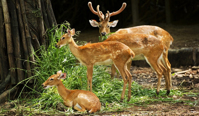 Malsi Deer Park Dehradun