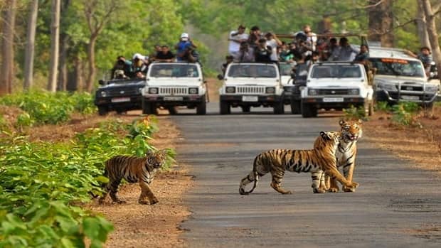 Rajaji National Park, Uttarakhand