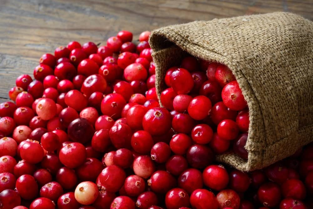 Ripe cranberries can bounce sky high