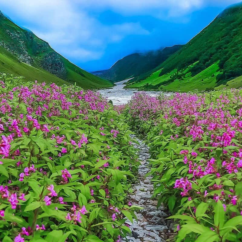 Valley Of Flower Trek