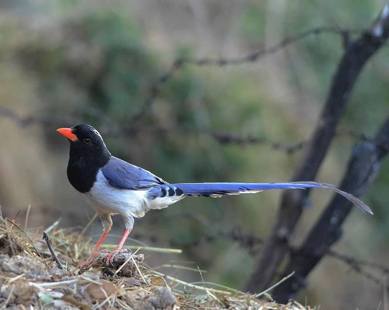 Wildlife Sanctuary in Mussoorie - Benog Wildlife