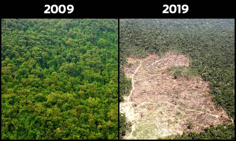 10YearChallenge Forest