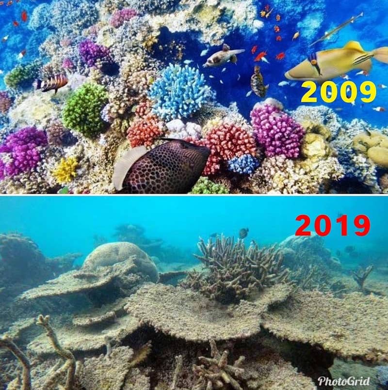 10YearChallenge Sea life