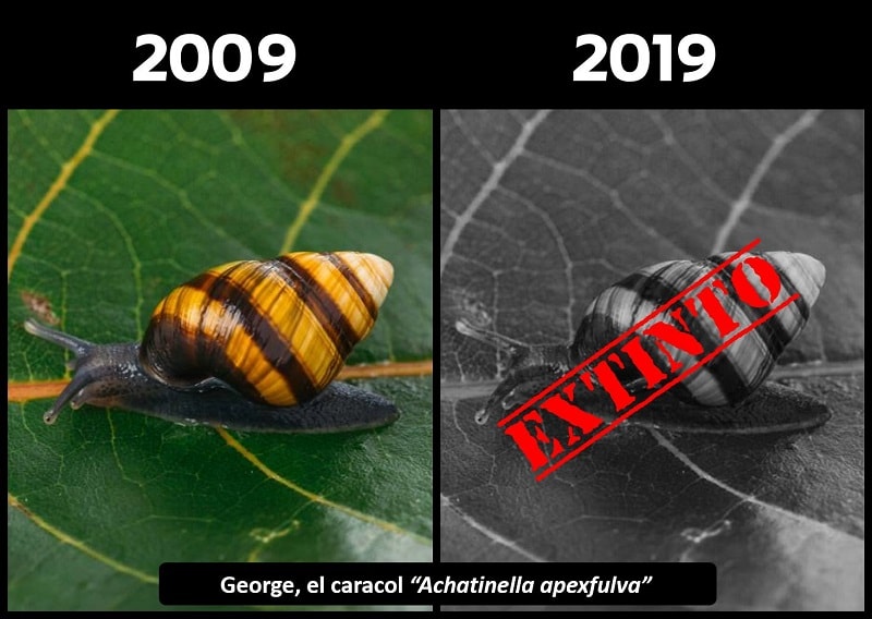 10YearChallenge snails