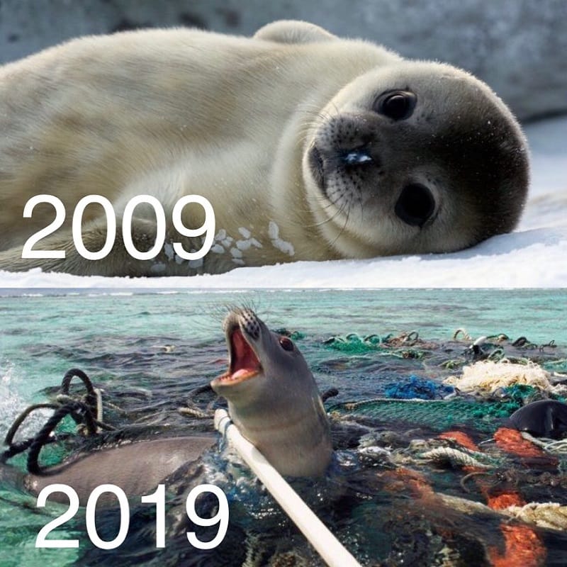 10yearchallenge Wild Life