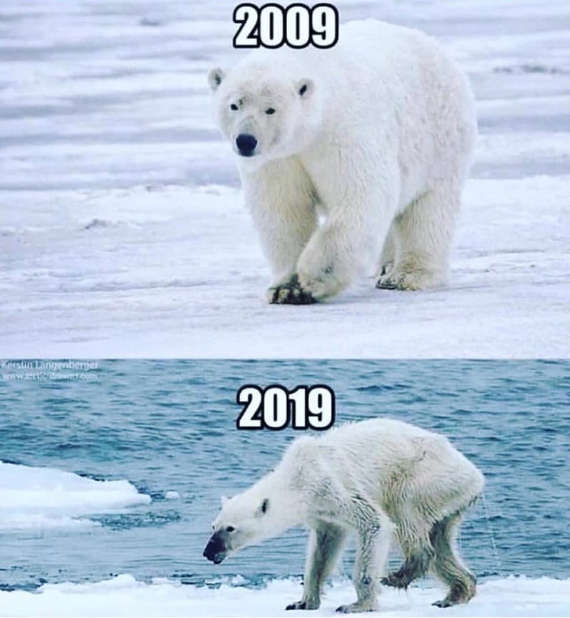 10yearchallenge polar bear