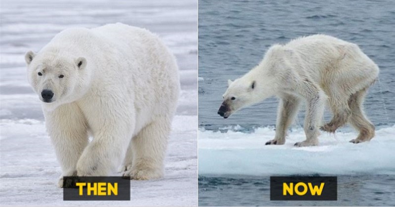 Enviornment then and now- polar bear