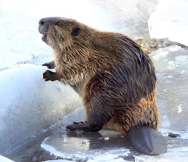 Beaver Butt in icecream