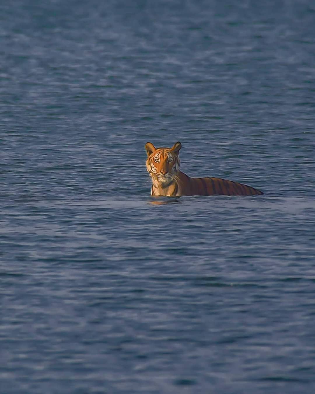 Bengal Tiger in Sunderban