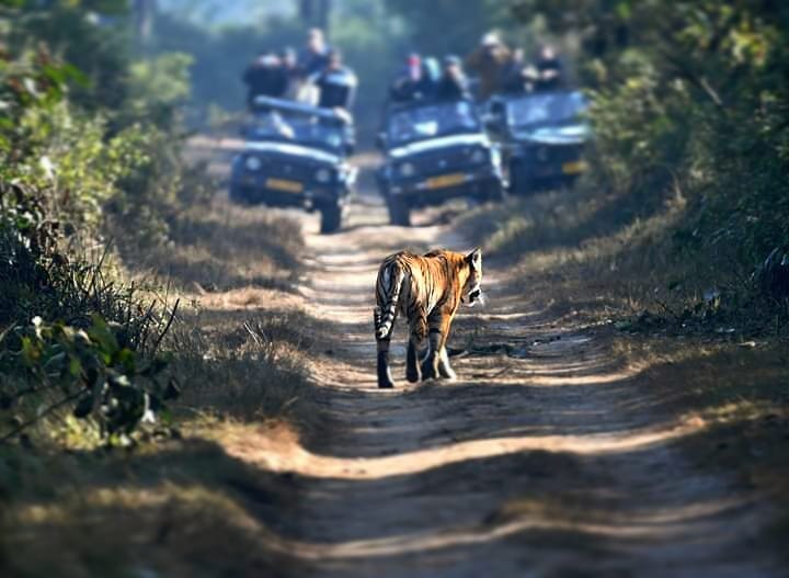 Jim Corbett National Park