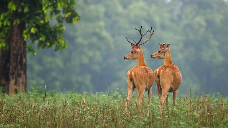 Kanha National Park Madhya Pradesh