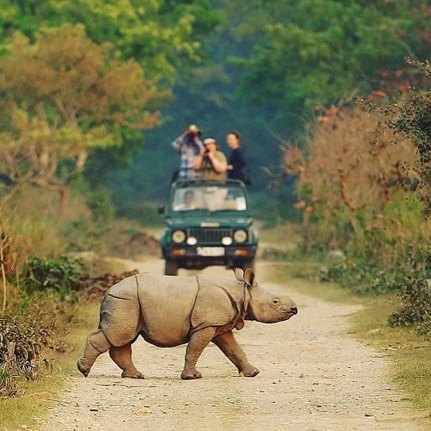 Kaziranga National Park Assam