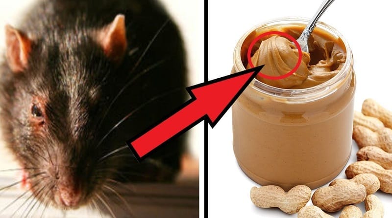 Rodent hair in peanut butter