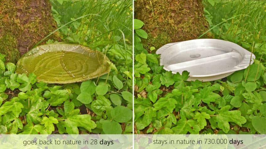 Biodegradable leaf republic plates