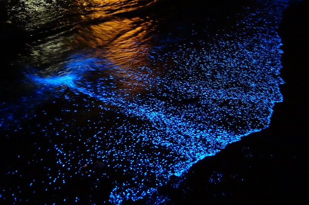 Bioluminescence at Havelock