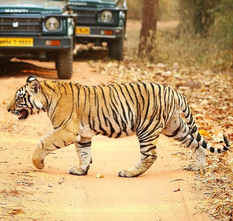 Tiger at Bandhavgarh