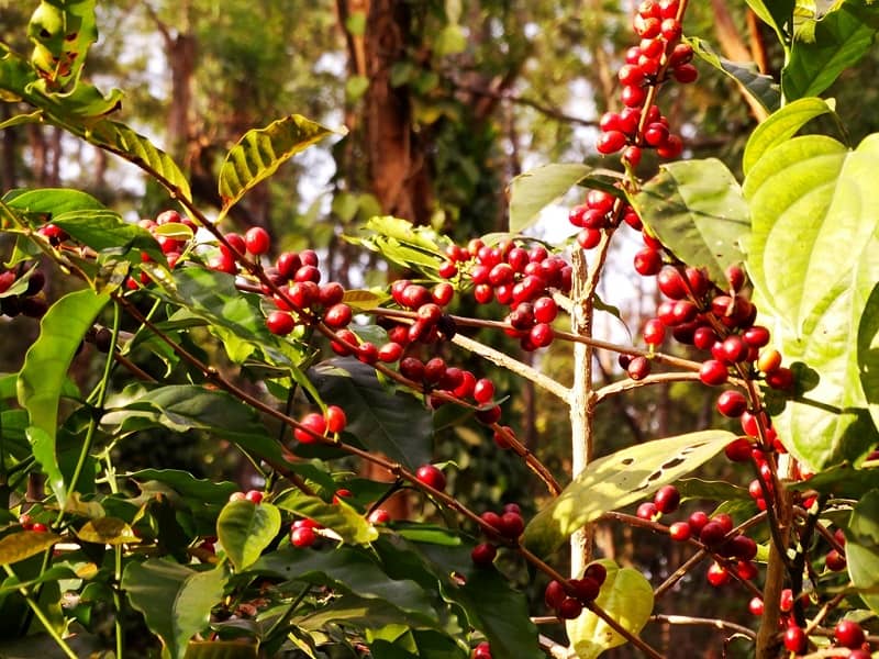 Coffee plant Daringbadi Odisha