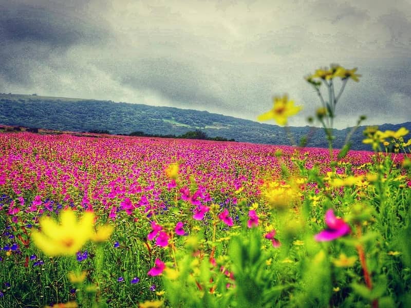 Best unexplored places in India - Kaas Plateau valley of flowers