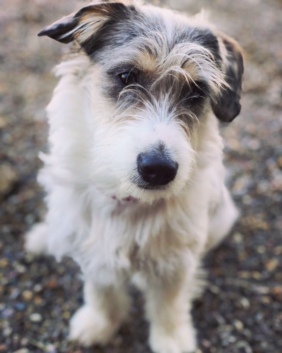 Jennifer Gates Dog Earl