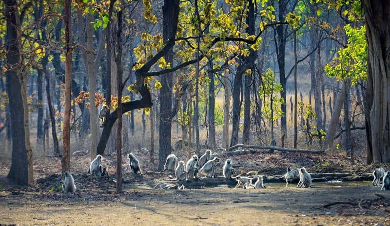 Pench National Park in Madhya Pradesh