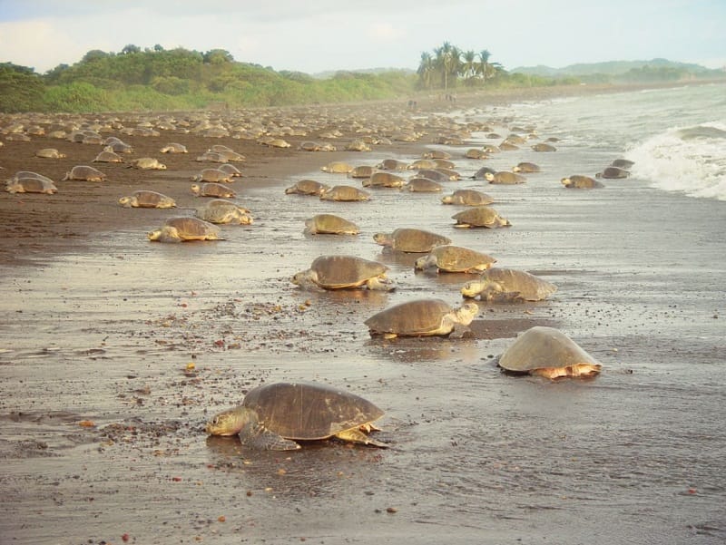 Tortuguero land of the turtles