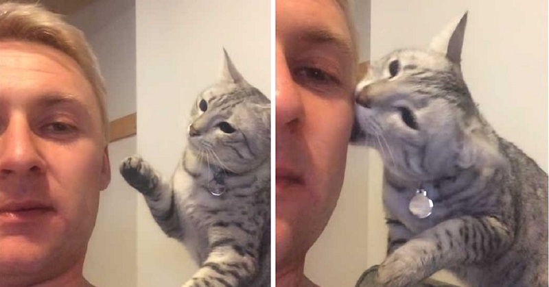 Kitten Tries To Apologize To His Owner