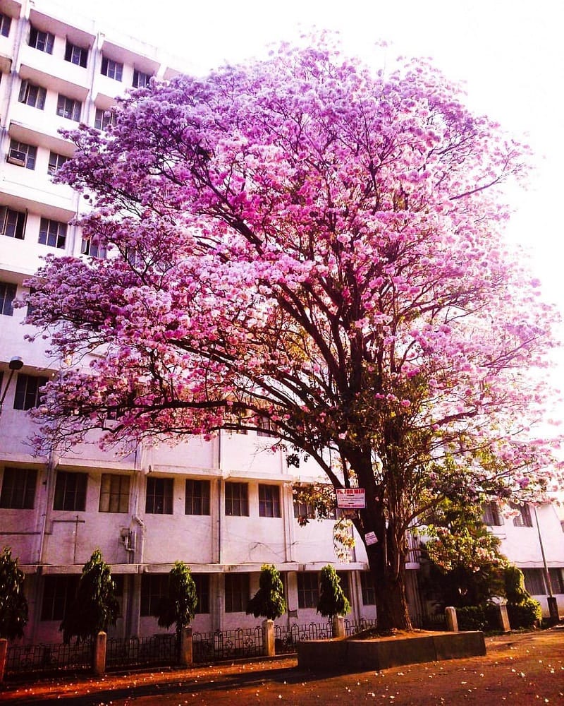 Bangalore Institute Of Technology