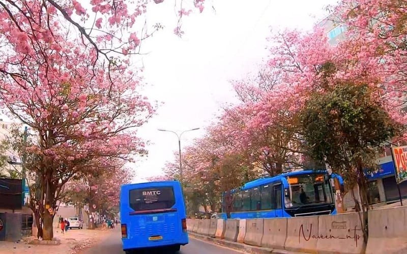 Cherry Blossoms Bangalore