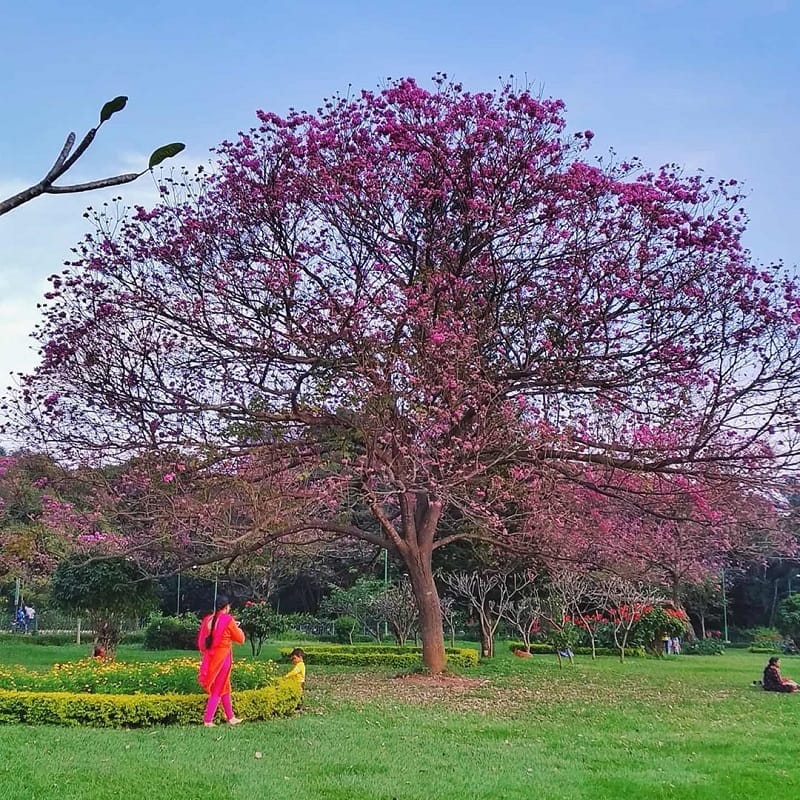 Cubbon Park In Spring