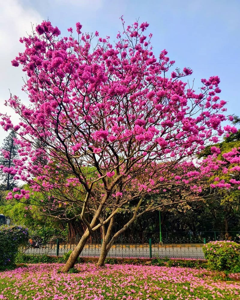 Cubbon Park bangalore