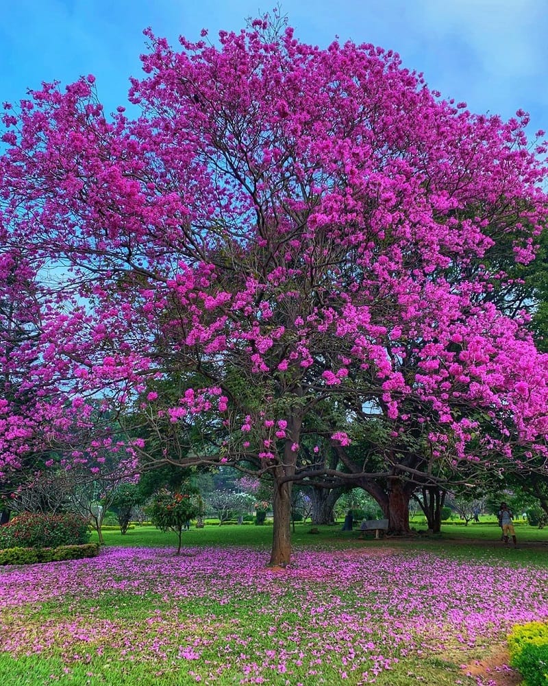 Cubbon Park