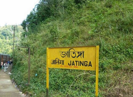 Jatinga bird suicide