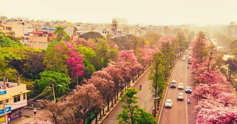 Spring Blooms in Bangalore