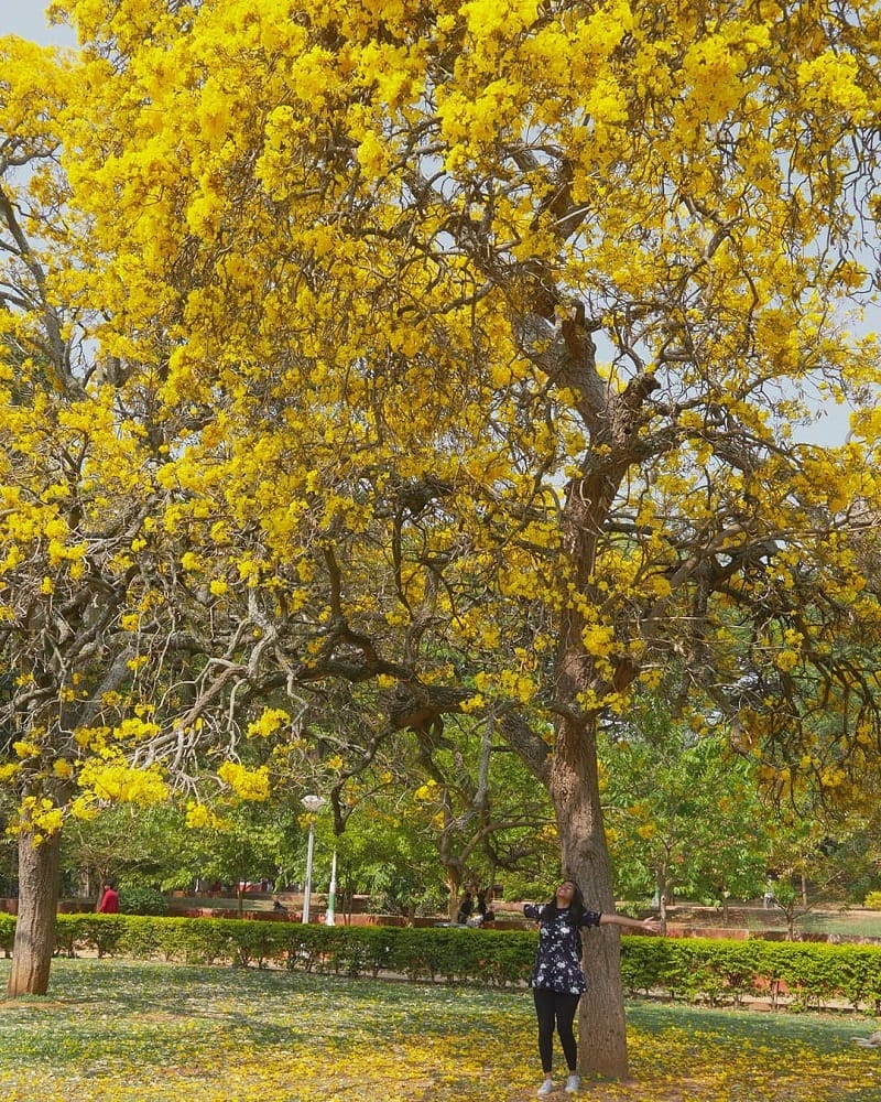 cubbon park spring